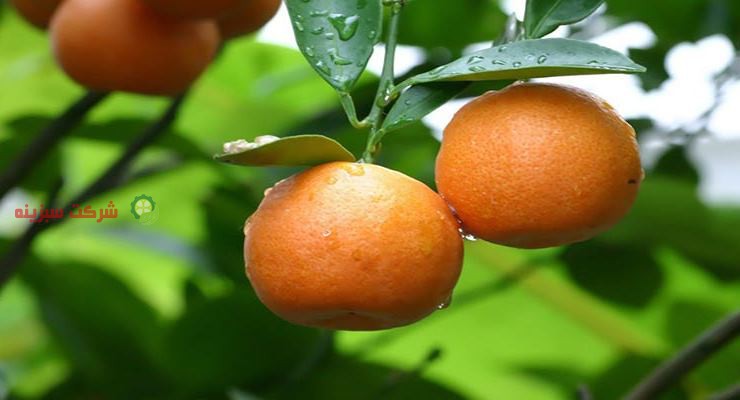 بسته بندی پرتقال های صادراتی