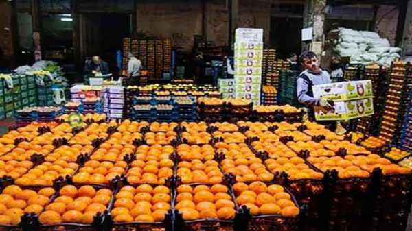 قیمت انواع پرتقال در قائم شهر