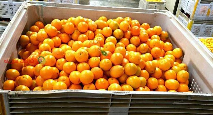 بسته بندی انواع پرتقال