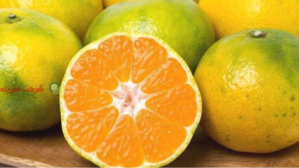 قیمت خرید نارنگی ژاپنی در بازار تهران