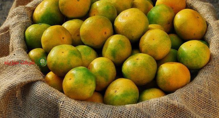 قیمت خرید نارنگی ژاپنی در بازار روز