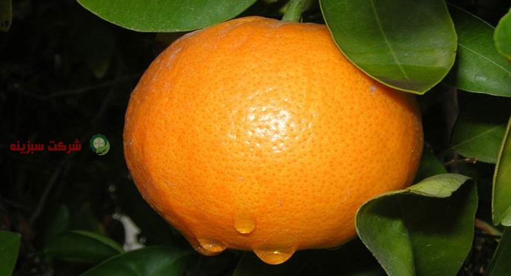 فروش پرتقال تامسون در بازار میوه