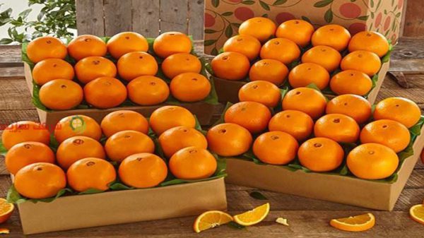 قیمت پرتقال صادراتی ایران در قطر