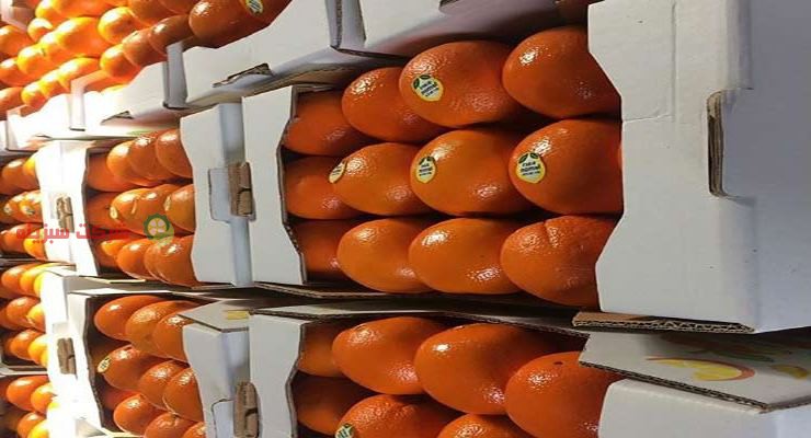 نرخ فروش پرتقال خونی عمده