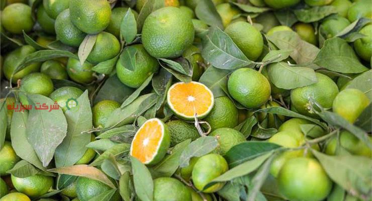 صادرات نارنگی ژاپنی زود رس