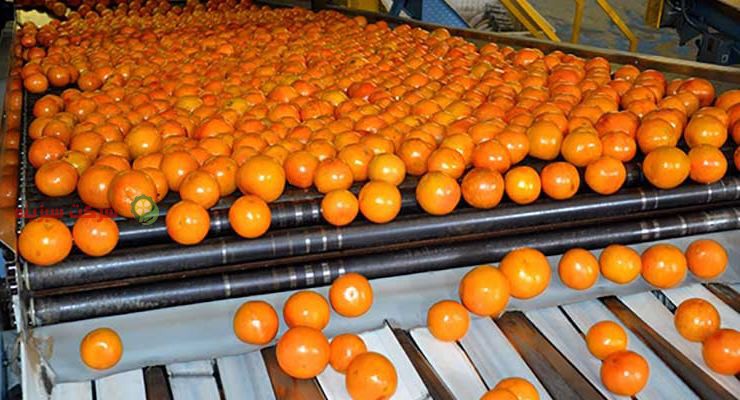 شرکت صادر کننده پرتقال و مرکبات سبزینه