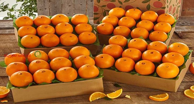 بازار عمده فروشی پرتقال صادراتی سبزینه