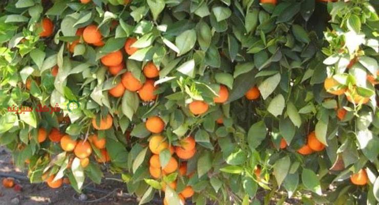  عرضه مستقیم نارنگی در بازار