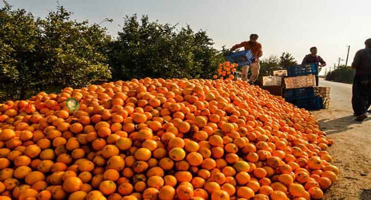 برداشت و بسته بندی پرتقال در تهران