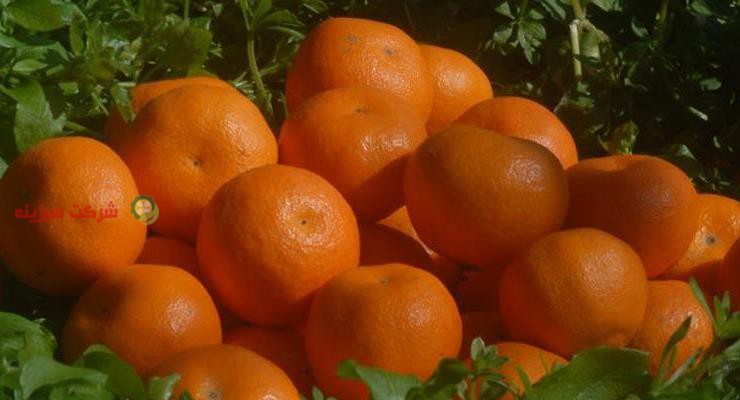 باغ های نارنگی در ساری