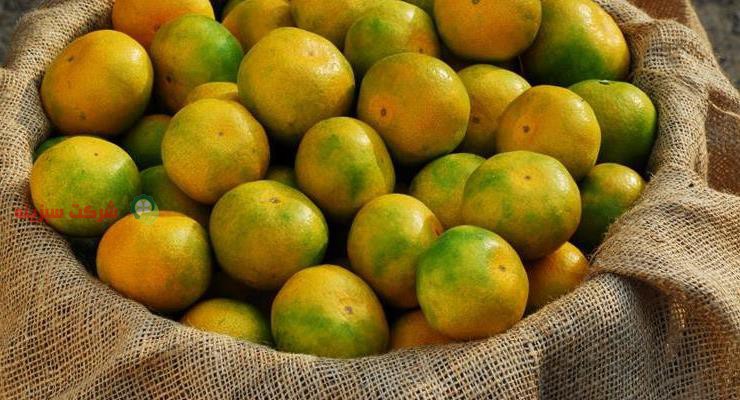 خرید مستقیم نارنگی از باغ