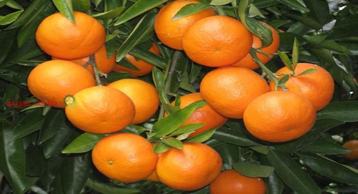 پرتقال و مرکبات شرکت سبزینه