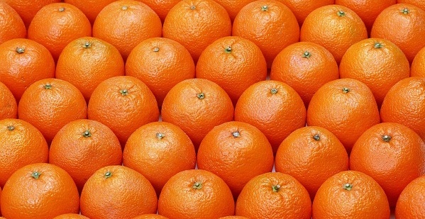 خرید پرتقال تامسون شمال