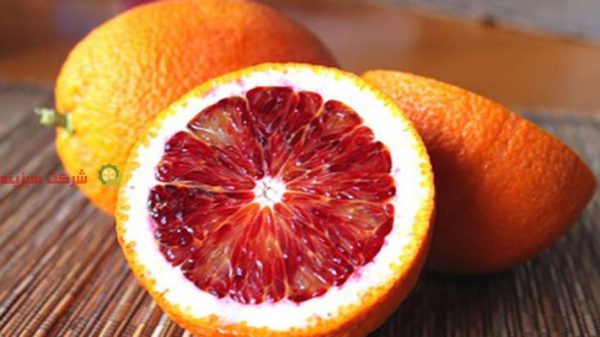 صادرات پرتقال خونی مرغوب در ایران