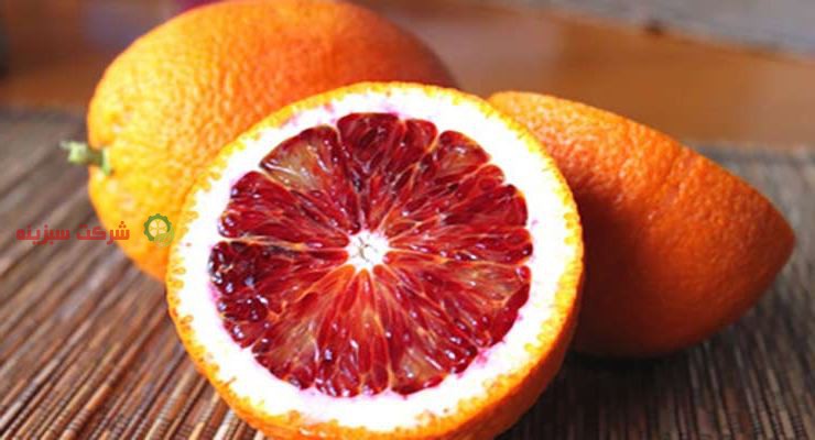 صادرات پرتقال خونی مرغوب در ایران