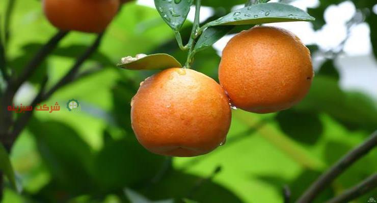 استعلام قیمت نارنگی