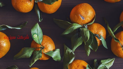 صادرات پرتقال به دبی