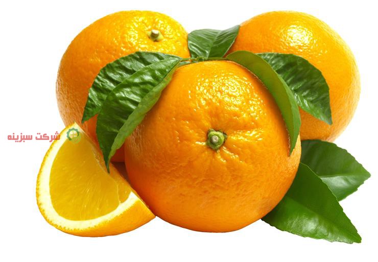 قیمت خرید پرتقال تامسون