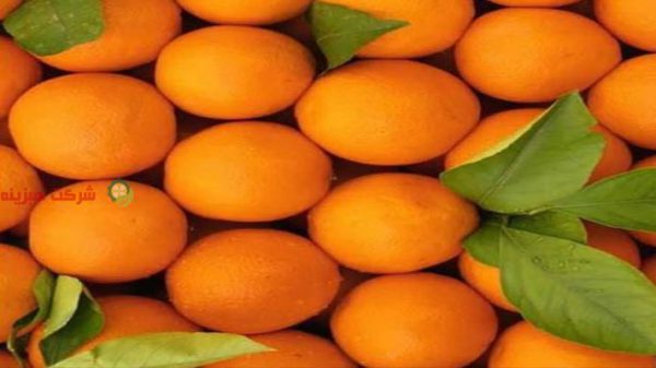 صادرات پرتقال تامسون شمال به هند