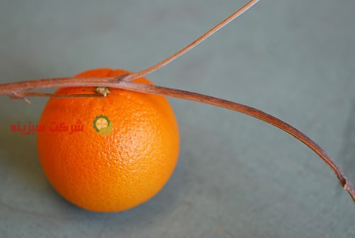 قیمت خرید پرتقال از باغدار