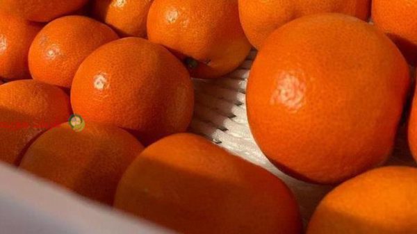 قیمت نارنگی در بازار تهران امروز