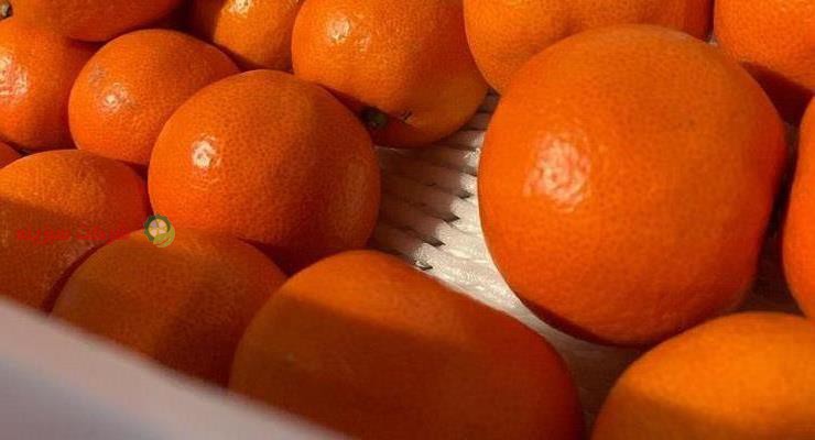 قیمت نارنگی در بازار تهران امروز