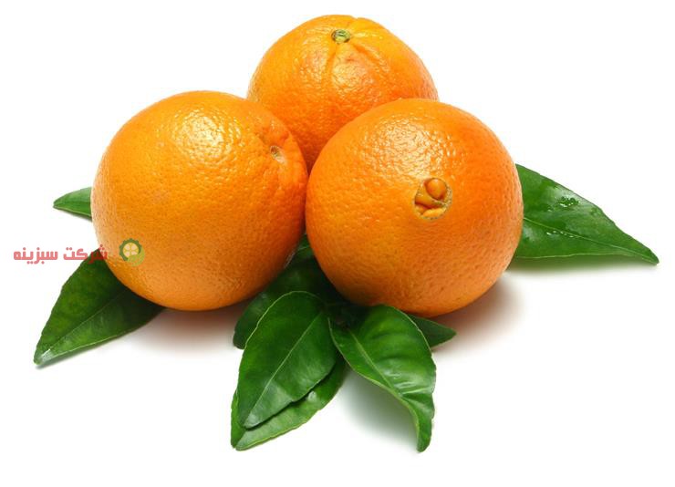 تولید پرتقال تامسون در ساری