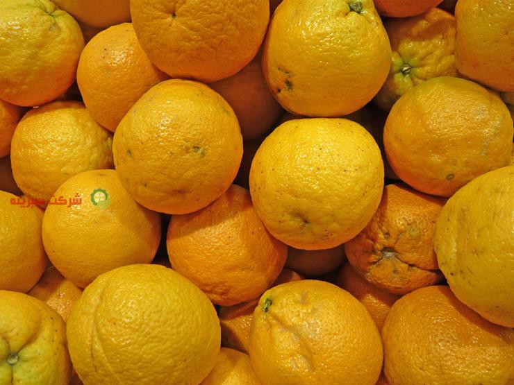 فروش بهترین پرتقال تامسون