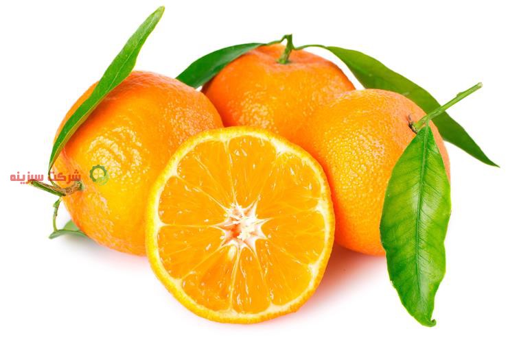 ارزان ترین قیمت پرتقال تامسون در ساری