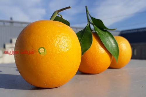 خرید های اینترنتی انواع پرتقال های با کیفیت