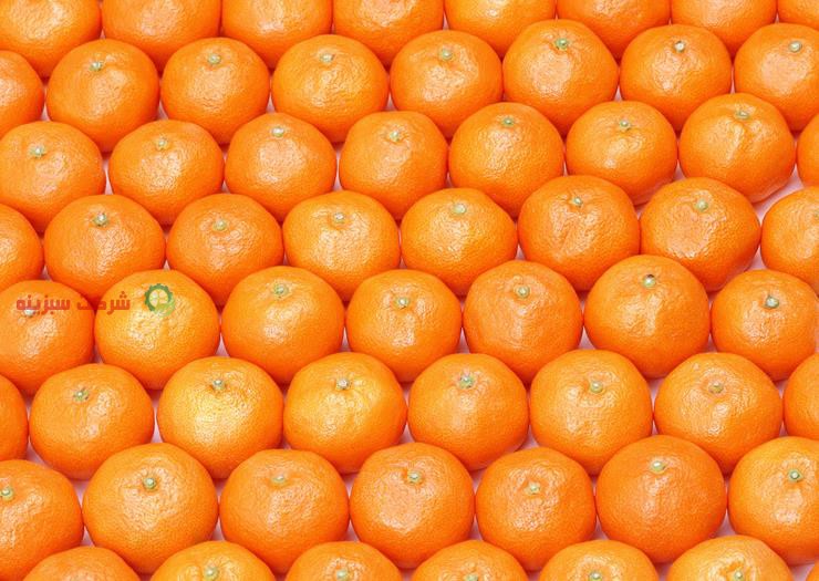 توزیع بهترین پرتقال مازندران