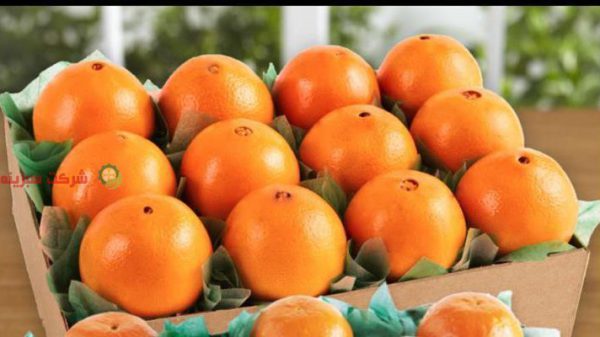 صادرات نارنگی به ارمنستان