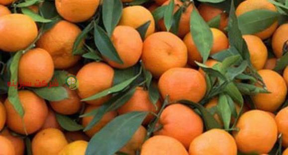 قیمت نارنگی در انواع مختلف