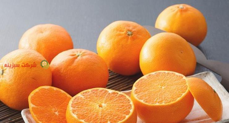 بسته بندی نارنگی برای صادرات