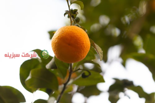 ارزان ترین قیمت در صادرات پرتقال مازندران