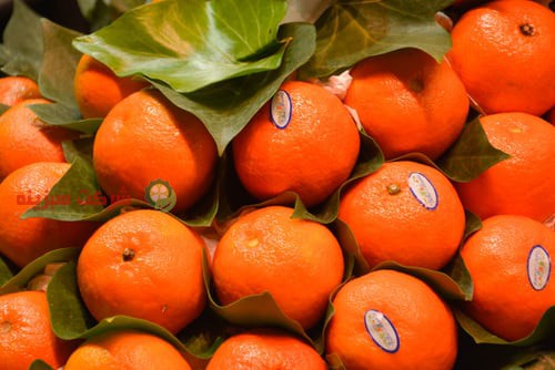 استفاده از پرتقال های با کیفیت در صادرات