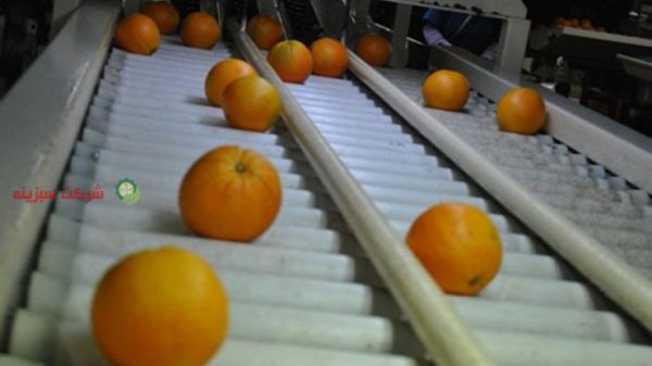 صادرات پرتقال والنسیا