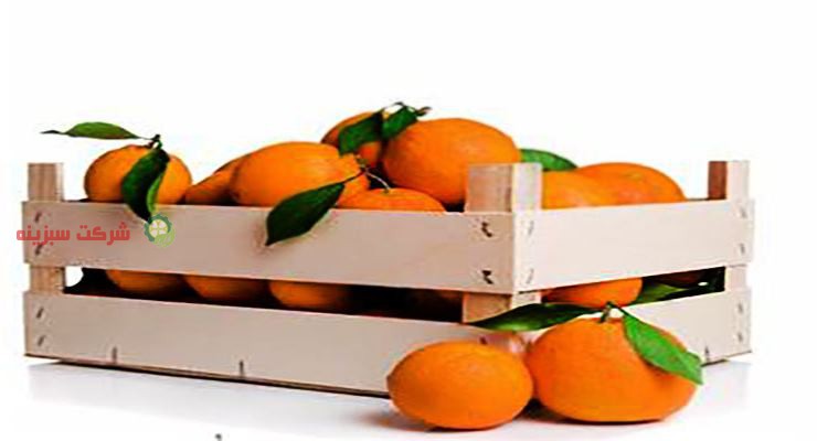 خرید عمده پرتقال های صادراتی