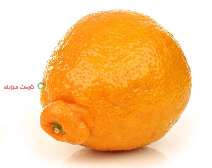 فروش پرتقال با قیمت مناسب