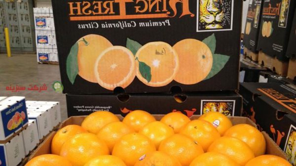 قیمت روز پرتقال تامسون شمال
