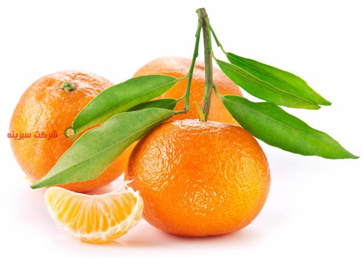 سایت عرضه بهترین نوع نارنگی در مازندران