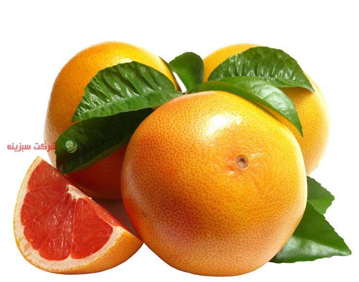 قیمت پرتقال امروز از طرف شرکت سبزینه