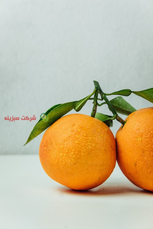 قیمت پرتقال بازار تهران در شرکت سبزینه