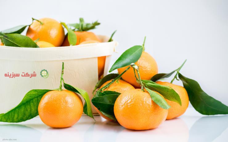 خرید آنلاین پرتقال به صورت مستقیم