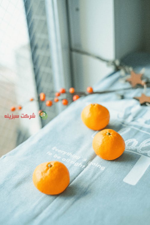 برداشت پرتقال در دبی