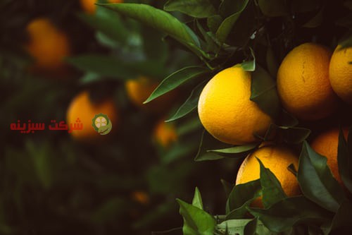 صادرات پرتقال از دبی