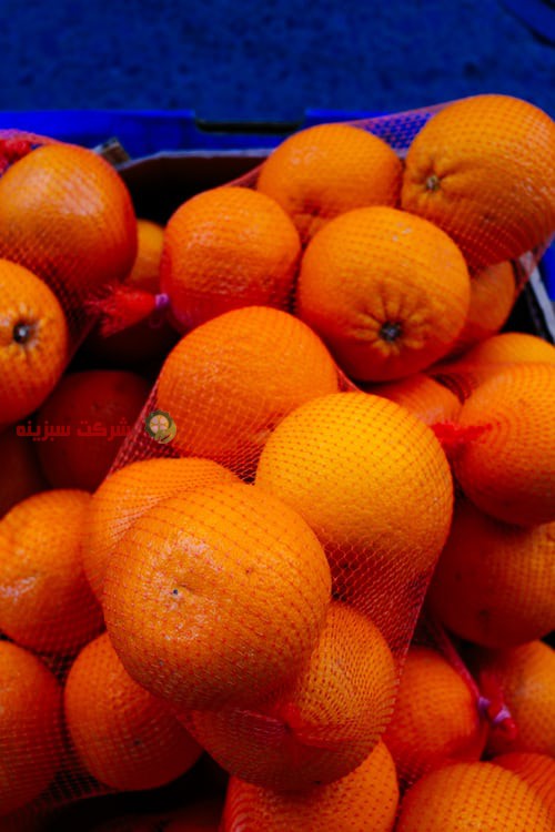 قیمت پرتقال روی درخت