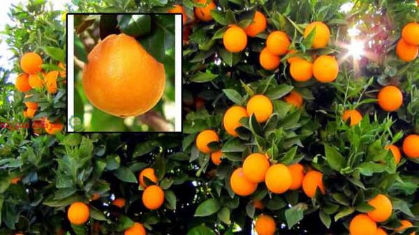 قیمت پرتقال روی درخت