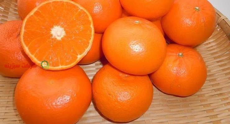 ارزان ترین قیمت نارنگی درجه یک ارائه شده