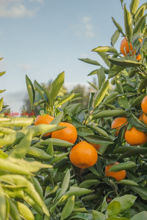 خرید پرتقال ناول جهت صادرات